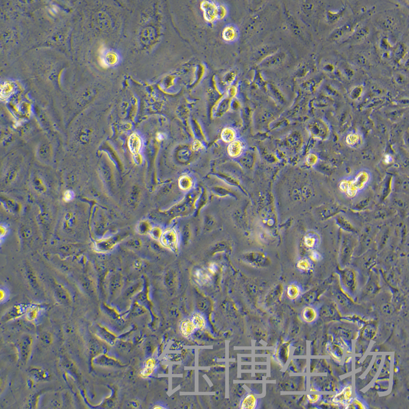 5-8F（鼻咽癌细胞株）YB-71747HC