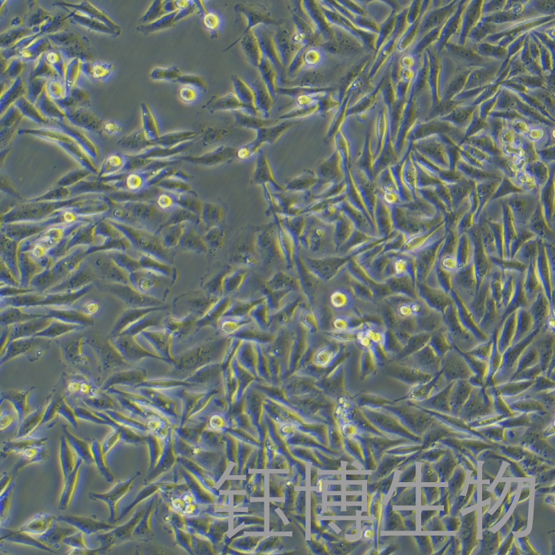 MDA-MB-231-luc（人乳腺癌细胞-荧光素酶标记）YB-71748HC-L