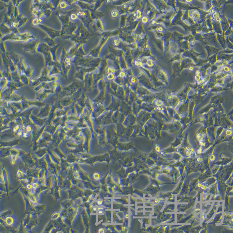 GL261（小鼠胶质瘤细胞）YB-7020MC