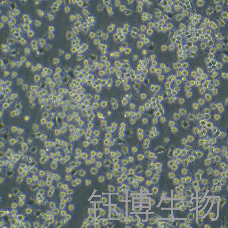 RLE-6TN（大鼠肺泡Ⅱ型细胞）YB-7004RC