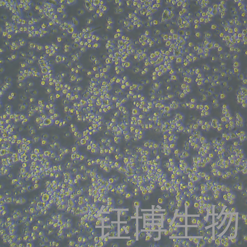 DC2.4（小鼠树突状瘤细胞）YB-7021MC