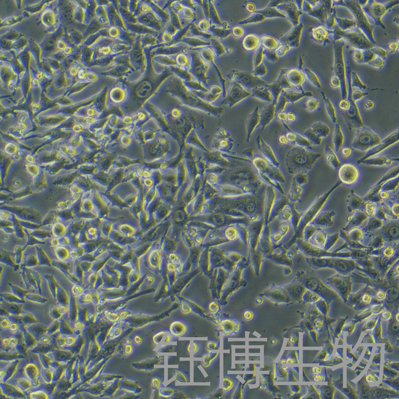 PANC02（小鼠胰腺癌细胞）YB-7022MC