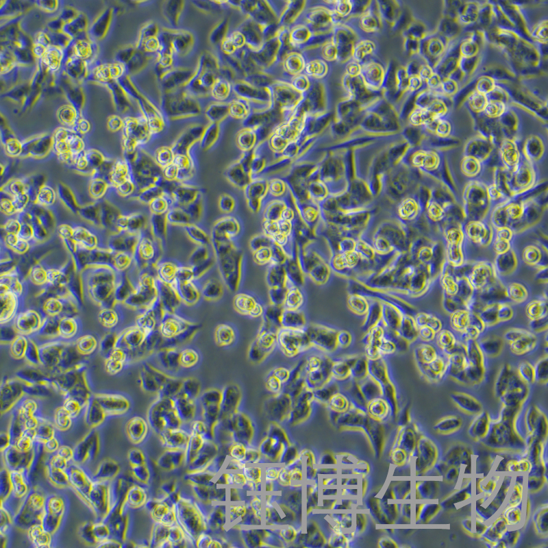 MCA-205（小鼠纤维肉瘤细胞）YB-7024MC