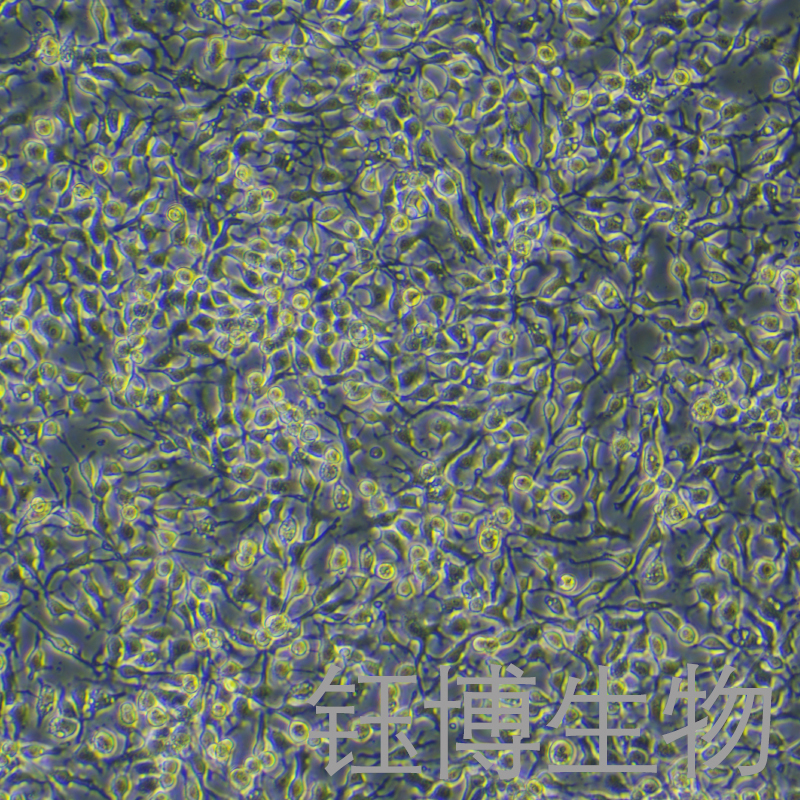 LMH（鸡肝癌细胞）YB-71769HC