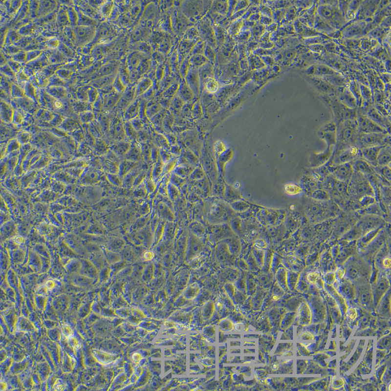 3D4/21（猪肺泡巨噬细胞）YB-7004OC