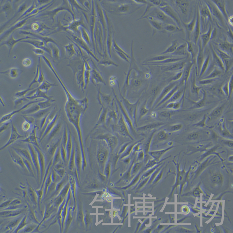 MAEC（小鼠主动脉内皮细胞）YB-7026MC