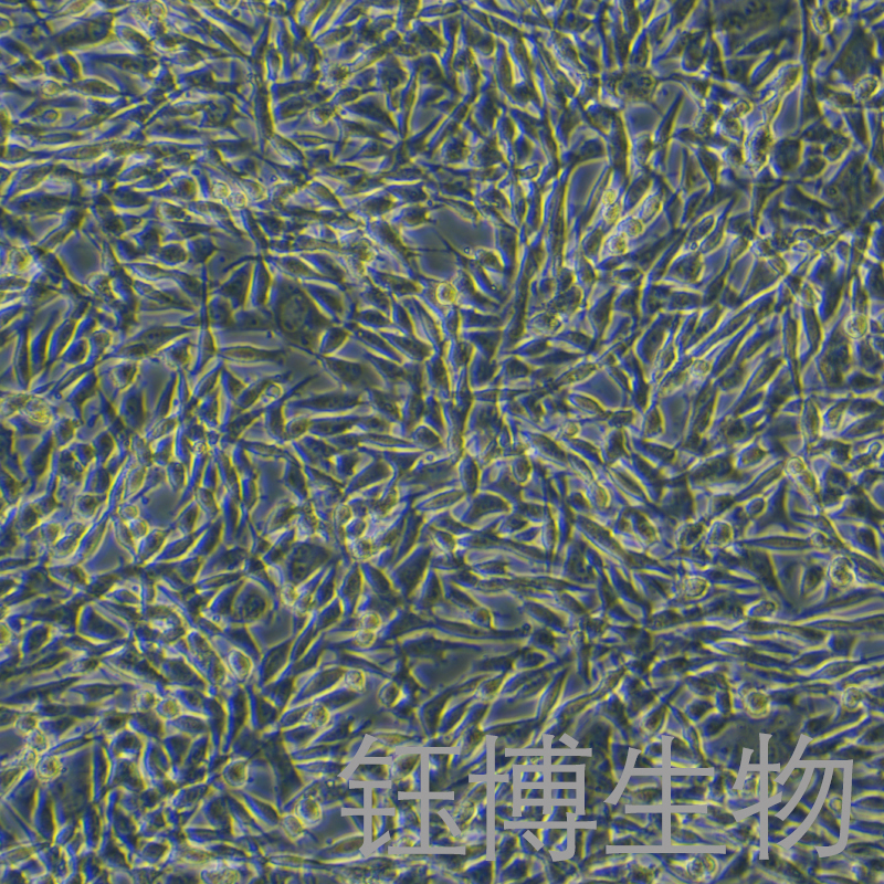 WM115（人黑色素瘤细胞）YB-71774HC