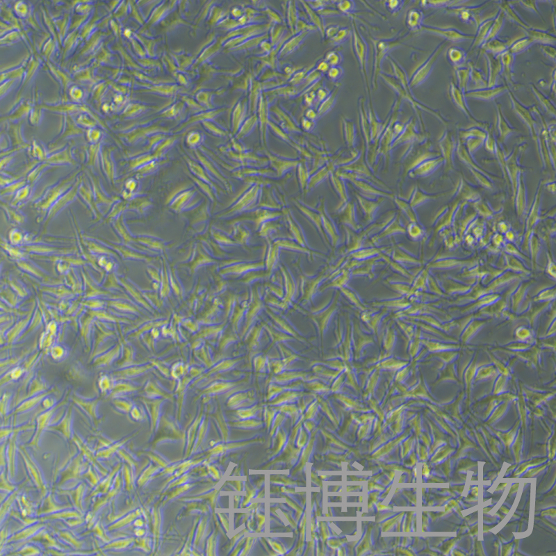 DRG（大鼠背根神经节细胞）YB-7005RC