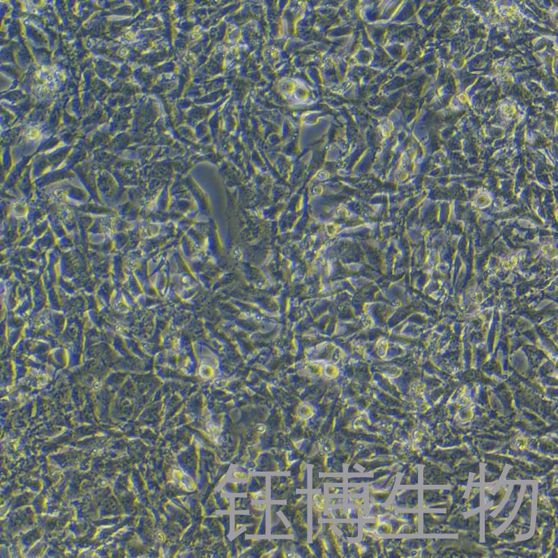 SCC7（小鼠鳞状细胞癌细胞）YB-7031MC