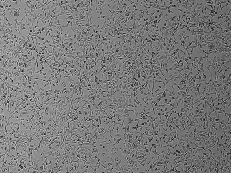 仓鼠肺细胞V79(种属鉴定) | EnkiLife恩玑生命