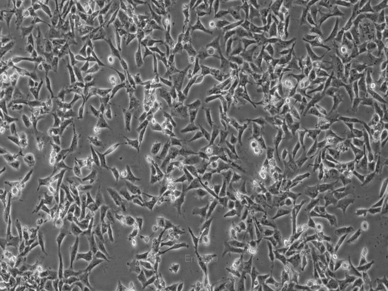 仓鼠肺细胞V79(种属鉴定) | EnkiLife恩玑生命