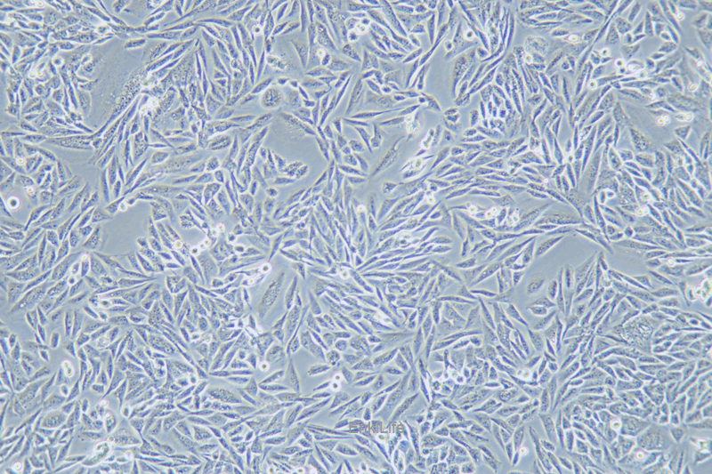 仓鼠卵巢细胞LEC-1(种属鉴定) | EnkiLife恩玑生命