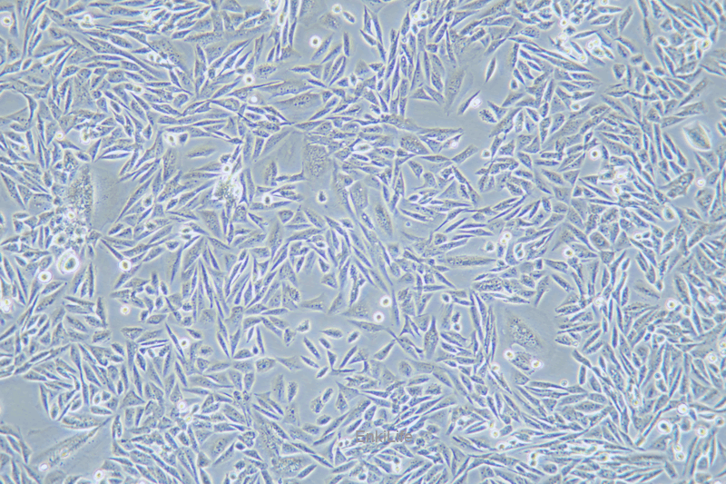 仓鼠卵巢细胞LEC-1(种属鉴定) | EnkiLife恩玑生命