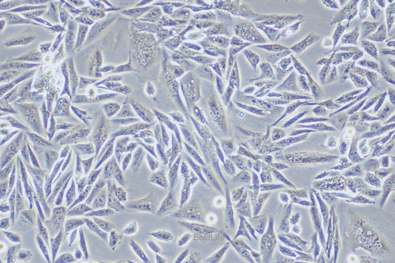 仓鼠卵巢细胞LEC-1(种属鉴定) | EnkiLife恩玑生命