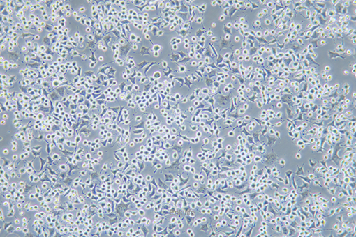 大鼠Ⅱ型肺泡上皮细胞RLE-6TN(种属鉴定) | EnkiLife恩玑生命