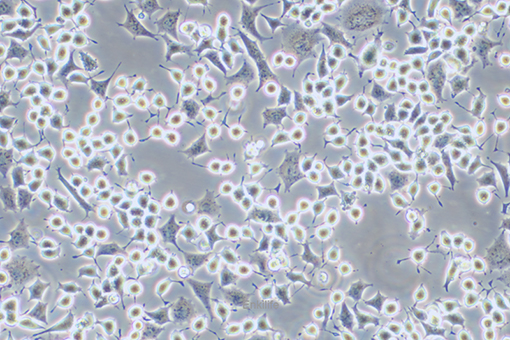 大鼠Ⅱ型肺泡上皮细胞RLE-6TN(种属鉴定) | EnkiLife恩玑生命