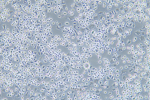 大鼠Ⅱ型肺泡上皮细胞RLE-6TN(种属鉴定) | EnkiLife恩玑生命
