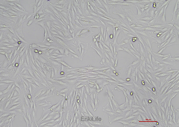 大鼠成肌细胞L6(种属鉴定) | EnkiLife恩玑生命