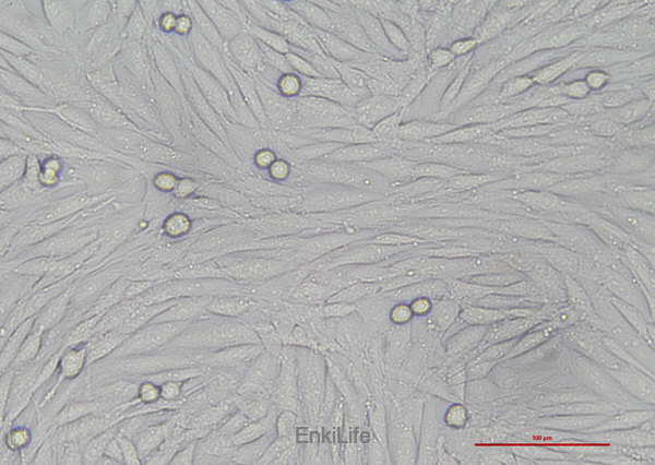 大鼠成肌细胞L6(种属鉴定) | EnkiLife恩玑生命