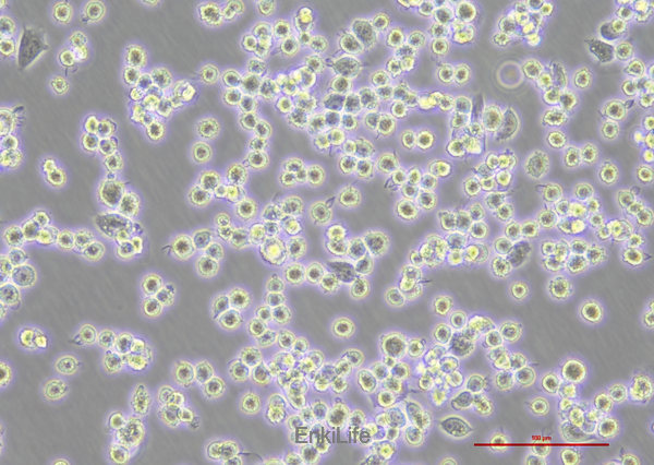 大鼠肺泡巨噬细胞NR8383(种属鉴定) | EnkiLife恩玑生命