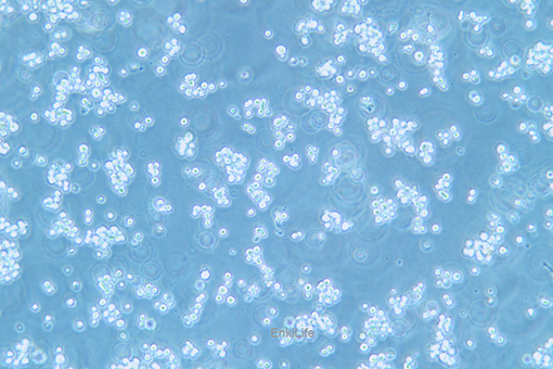 大鼠腹水癌细胞Walker/LLC-WRC 256(种属鉴定) | EnkiLife恩玑生命