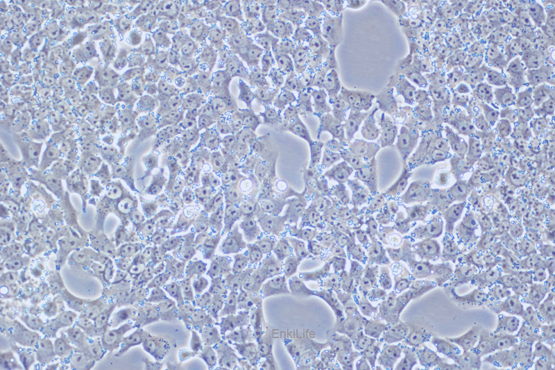 大鼠肝癌细胞CBRH-7919(种属鉴定) | EnkiLife恩玑生命
