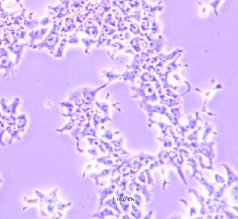 大鼠肝癌细胞H4-II-E-C3(种属鉴定) | EnkiLife恩玑生命