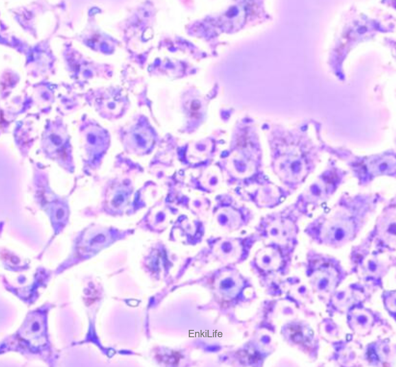 大鼠肝癌细胞H4-II-E-C3(种属鉴定) | EnkiLife恩玑生命