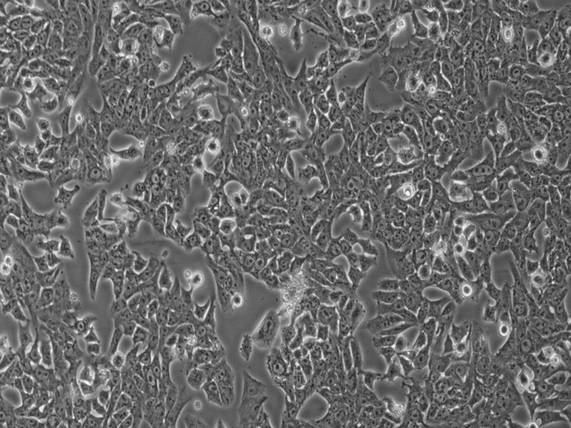 大鼠肝癌细胞RH-35(种属鉴定) | EnkiLife恩玑生命