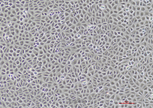 大鼠肝上皮样干细胞WB-F344(种属鉴定) | EnkiLife恩玑生命