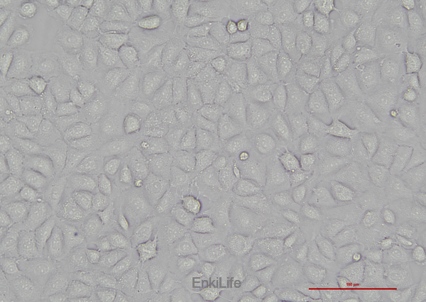 大鼠肝上皮样干细胞WB-F344(种属鉴定) | EnkiLife恩玑生命