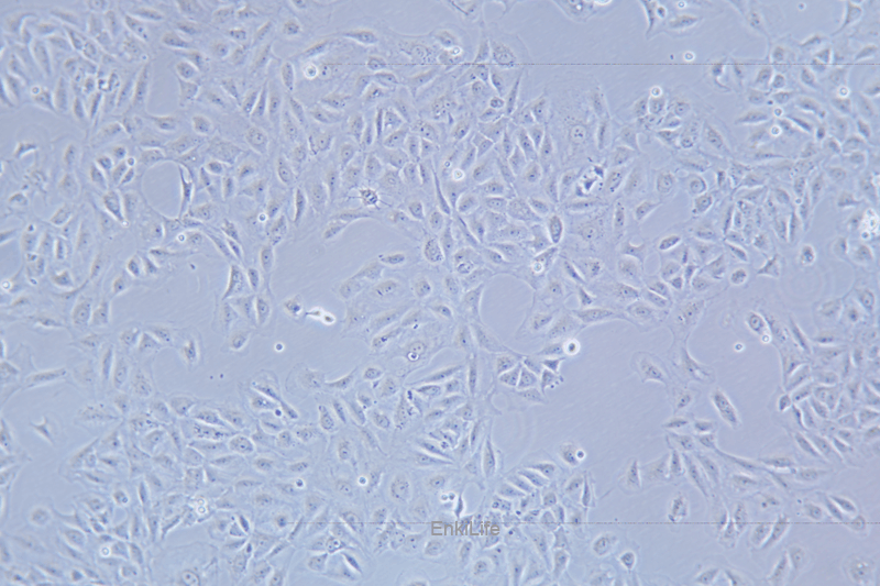 大鼠肝细胞BRL-3A(种属鉴定) | EnkiLife恩玑生命
