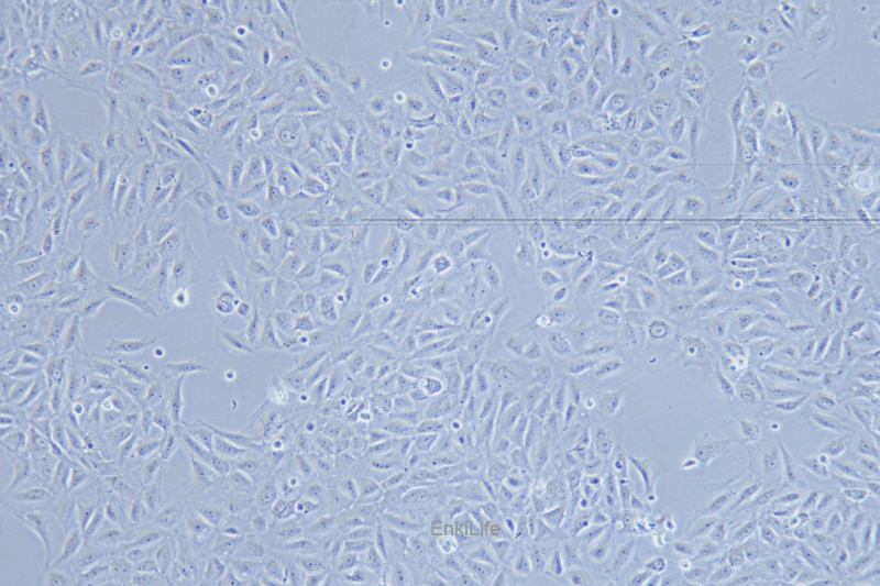 大鼠肝细胞BRL-3A(种属鉴定) | EnkiLife恩玑生命