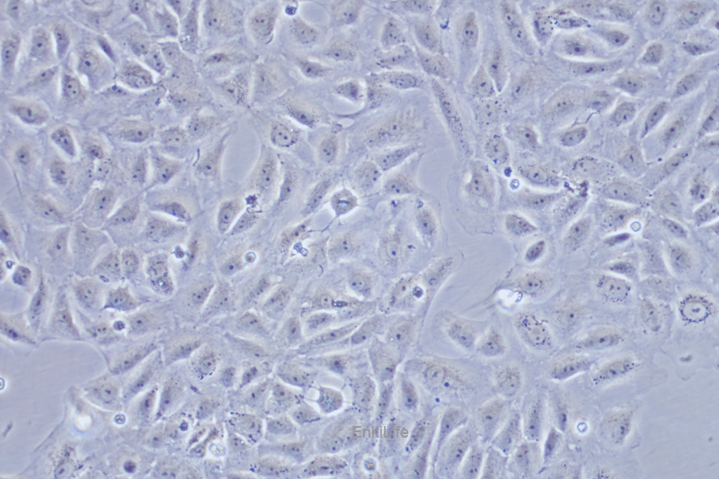 大鼠肝细胞BRL-3A(种属鉴定) | EnkiLife恩玑生命