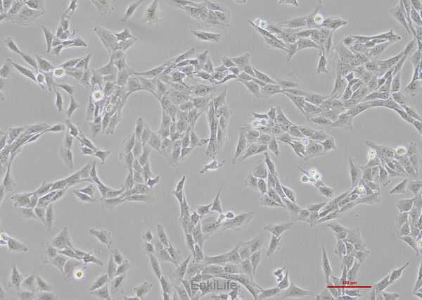 大鼠肝星型细胞HSC-T6(种属鉴定) | EnkiLife恩玑生命