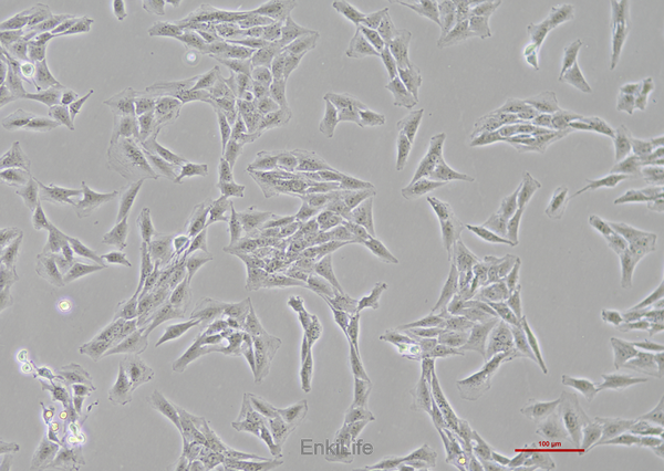 大鼠肝星型细胞HSC-T6(种属鉴定) | EnkiLife恩玑生命