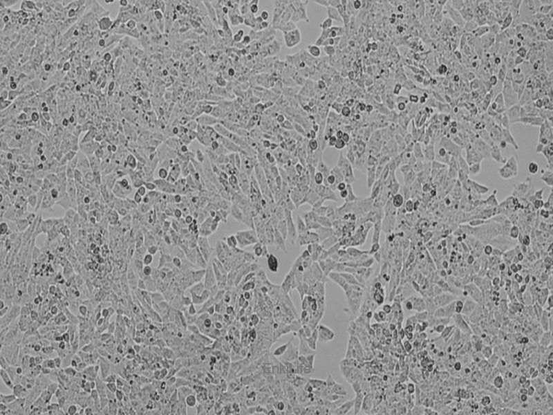 大鼠骨肉瘤细胞UMR-106(种属鉴定) | EnkiLife恩玑生命