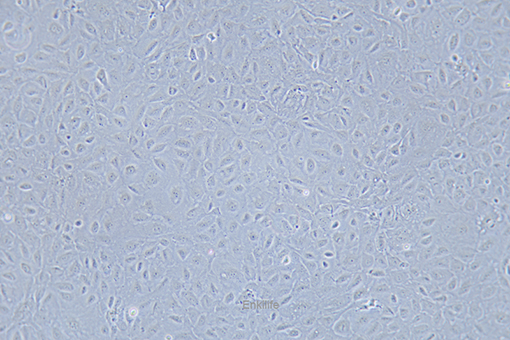 大鼠回肠细胞IEC-18(种属鉴定) | EnkiLife恩玑生命