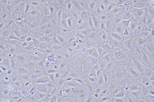 大鼠回肠细胞IEC-18(种属鉴定) | EnkiLife恩玑生命