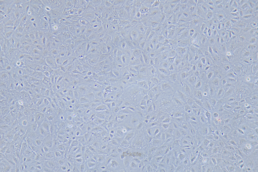 大鼠回肠细胞IEC-18(种属鉴定) | EnkiLife恩玑生命