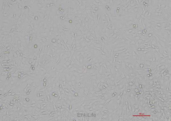 大鼠胶质瘤细胞F98(种属鉴定) | EnkiLife恩玑生命