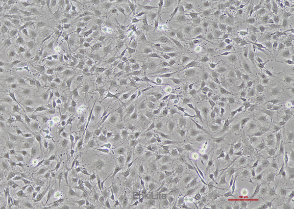 大鼠胶质瘤细胞F98(种属鉴定) | EnkiLife恩玑生命
