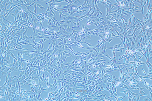 大鼠胶质肉瘤细胞9L/lacZ(种属鉴定) | EnkiLife恩玑生命