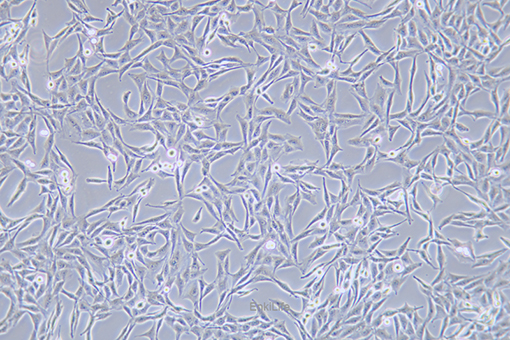 大鼠胶质肉瘤细胞9L/lacZ(种属鉴定) | EnkiLife恩玑生命