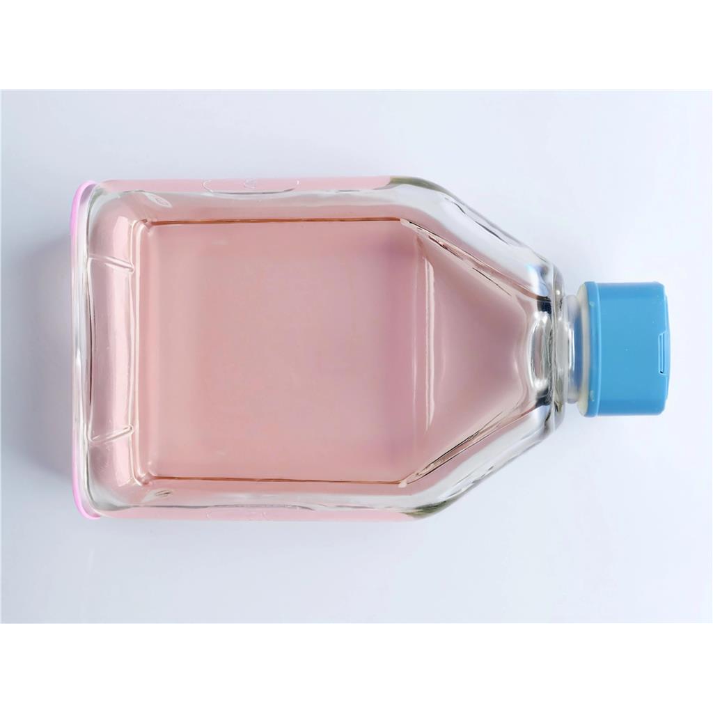 大鼠乳腺成纤维细胞-永生化(免疫荧光鉴定) | EnkiLife恩玑生命