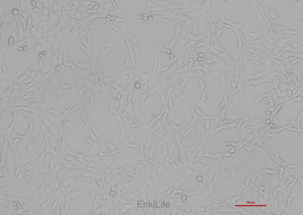 大鼠神经胶质瘤细胞C6(种属鉴定) | EnkiLife恩玑生命