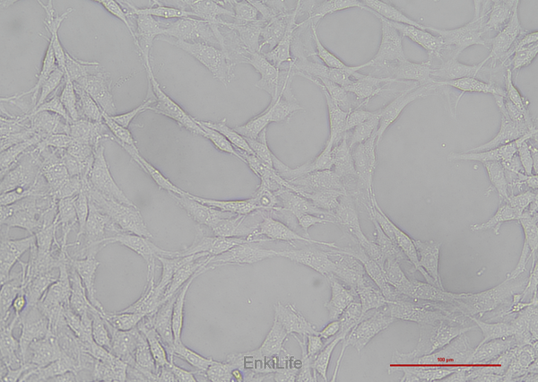大鼠神经胶质瘤细胞C6(种属鉴定) | EnkiLife恩玑生命