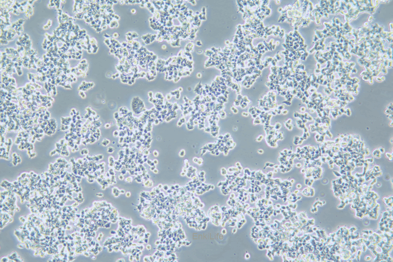 大鼠肾上腺嗜铬细胞瘤细胞未分化PC12未分化(种属鉴定) | EnkiLife恩玑生命