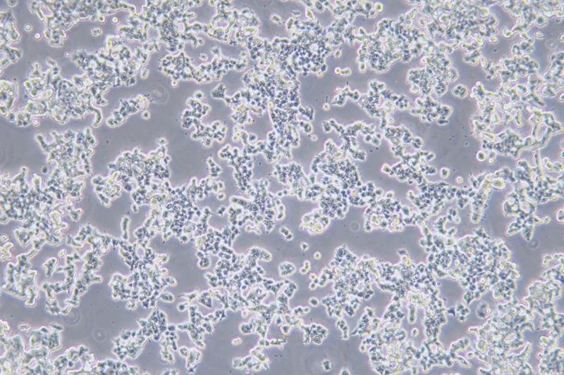 大鼠肾上腺嗜铬细胞瘤细胞未分化PC12未分化(种属鉴定) | EnkiLife恩玑生命
