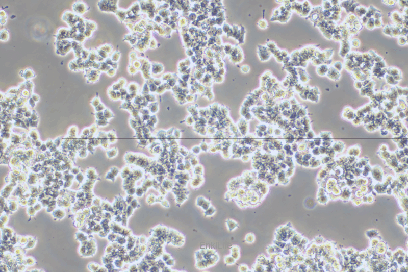 大鼠肾上腺嗜铬细胞瘤细胞未分化PC12未分化(种属鉴定) | EnkiLife恩玑生命